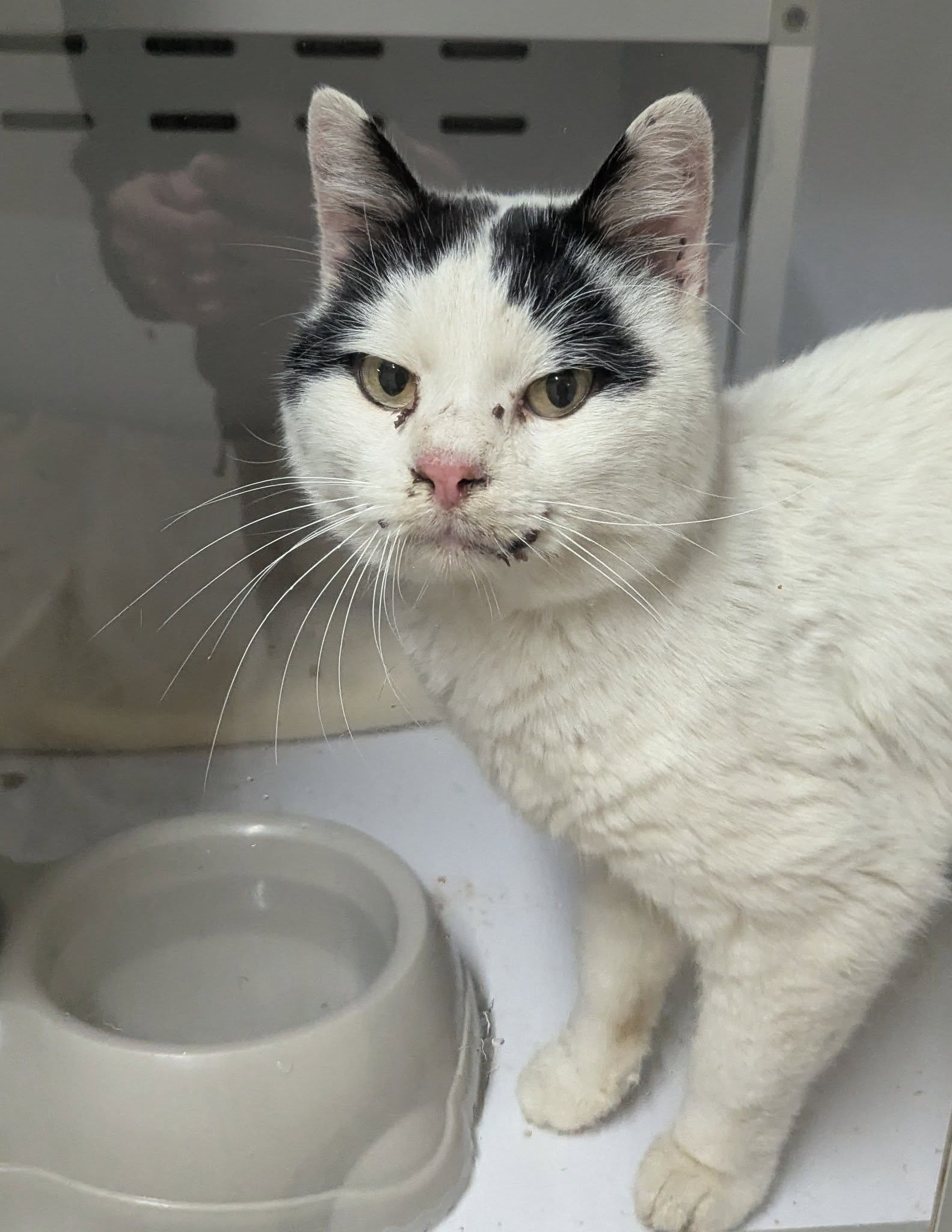 Lire la suite à propos de l’article 30/03 – FOURRIÈRE Chat – DD90