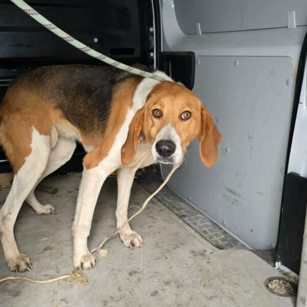 06/03 – FOURRIÈRE Chien CC80