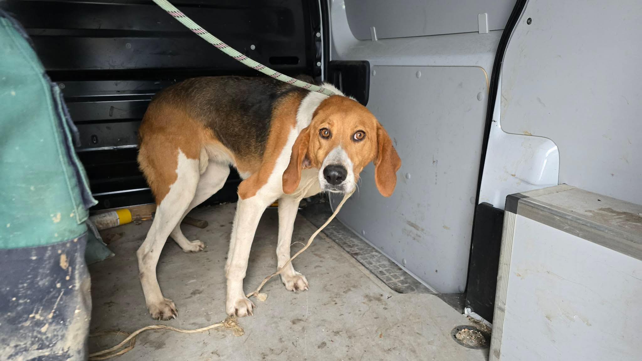 Lire la suite à propos de l’article 06/03 – FOURRIÈRE Chien CC80