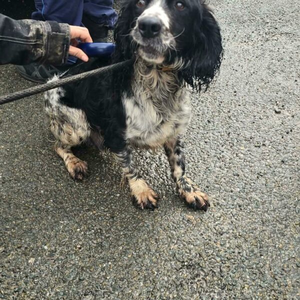 09/03 – FOURRIÈRE Chien – CC84