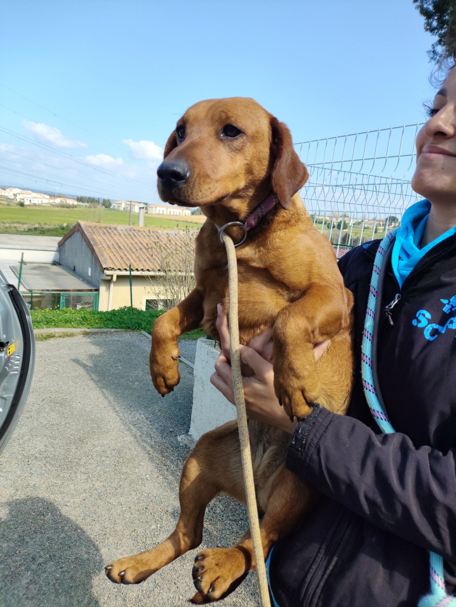 Lire la suite à propos de l’article 19/03 – FOURRIÈRE Chien – CC100