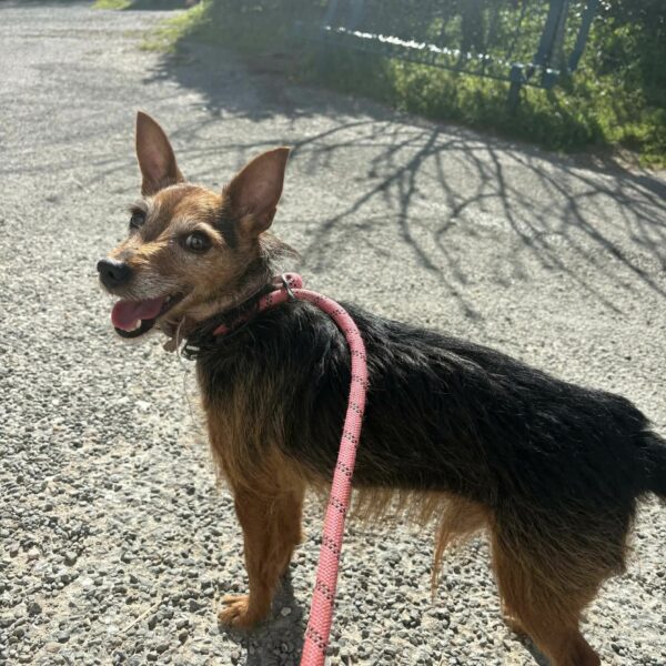 20/03 – FOURRIÈRE Chien – CC105