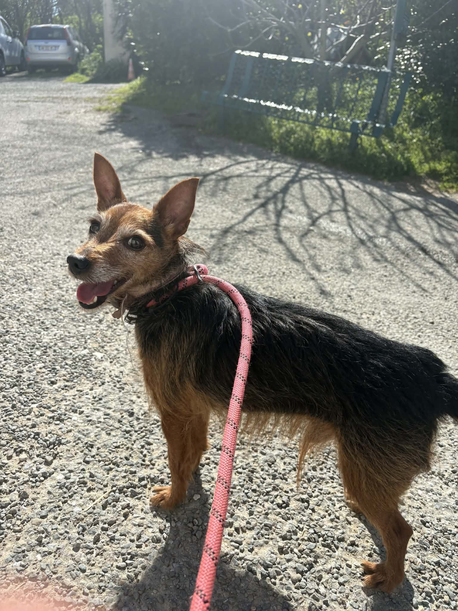 Lire la suite à propos de l’article 20/03 – FOURRIÈRE Chien – CC105