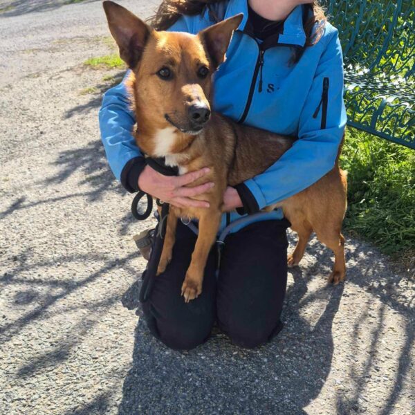 27/03 – FOURRIÈRE Chien – CC108