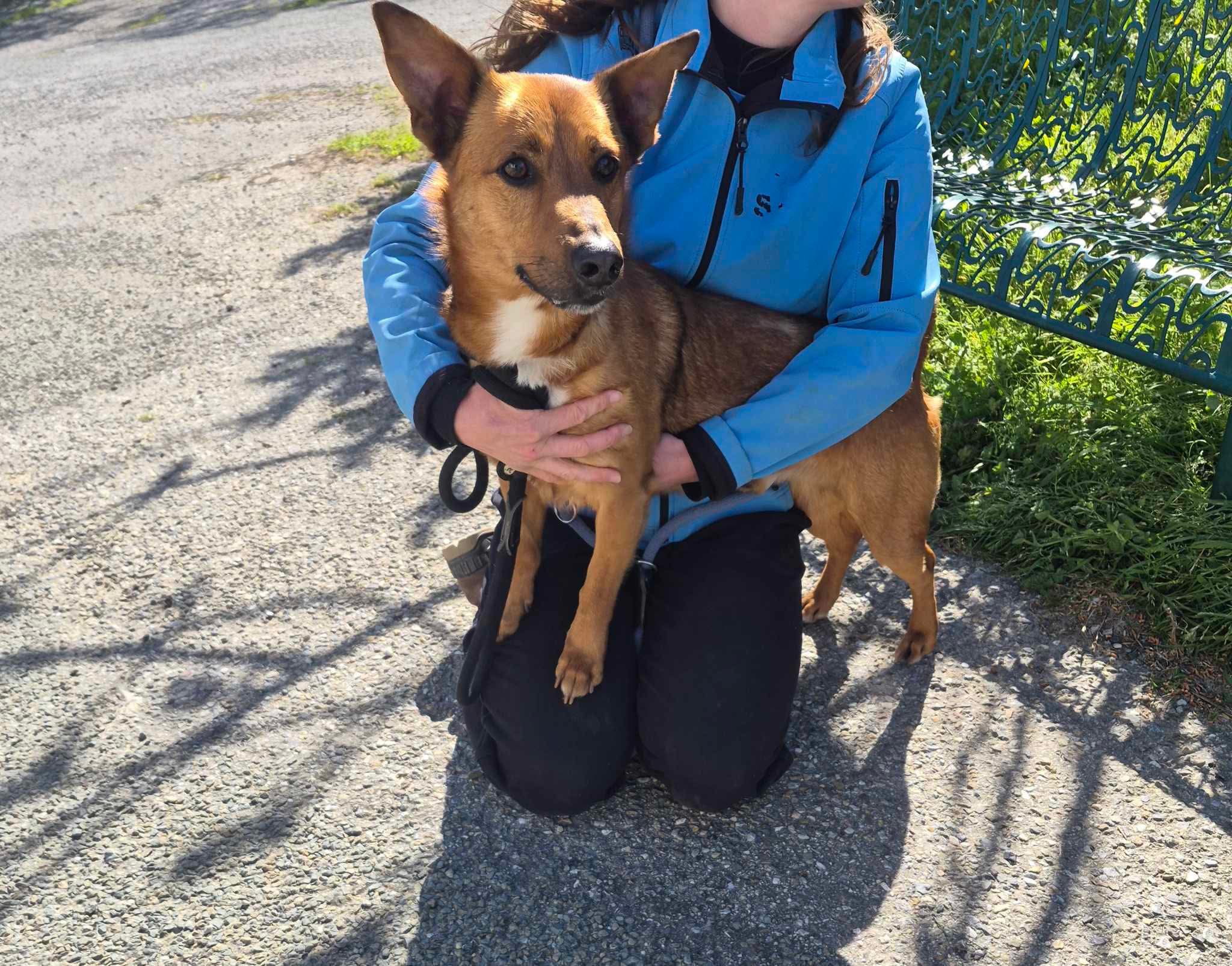 Lire la suite à propos de l’article 27/03 – FOURRIÈRE Chien – CC108