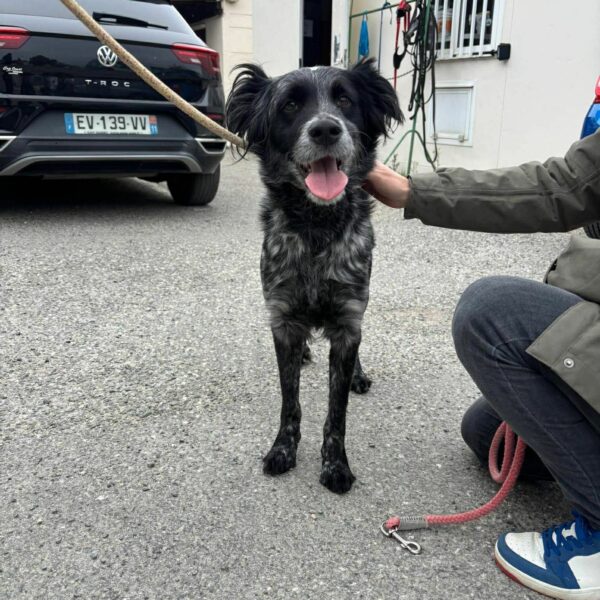 28/03 – FOURRIÈRE Chien – CC109