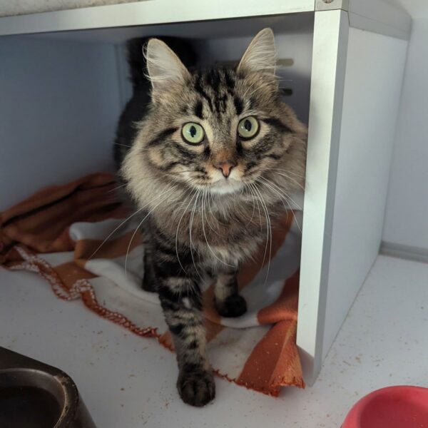 16/03 – FOURRIÈRE Chat – DD65