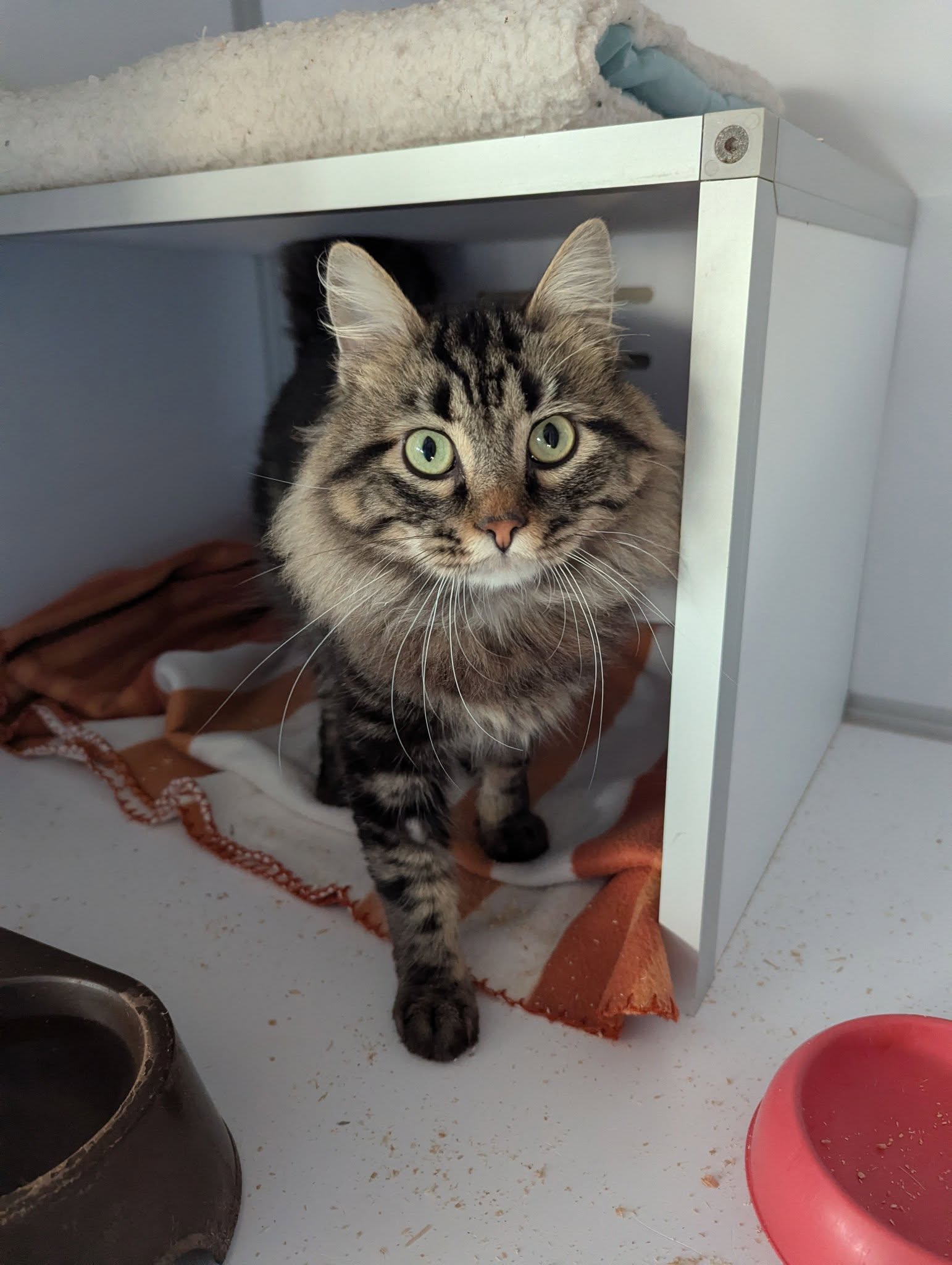 Lire la suite à propos de l’article 16/03 – FOURRIÈRE Chat – DD65