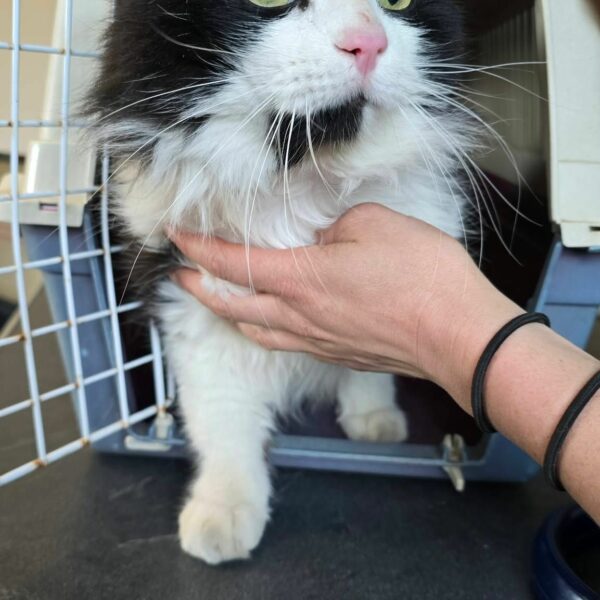 16/03 – FOURRIÈRE Chat – DD66