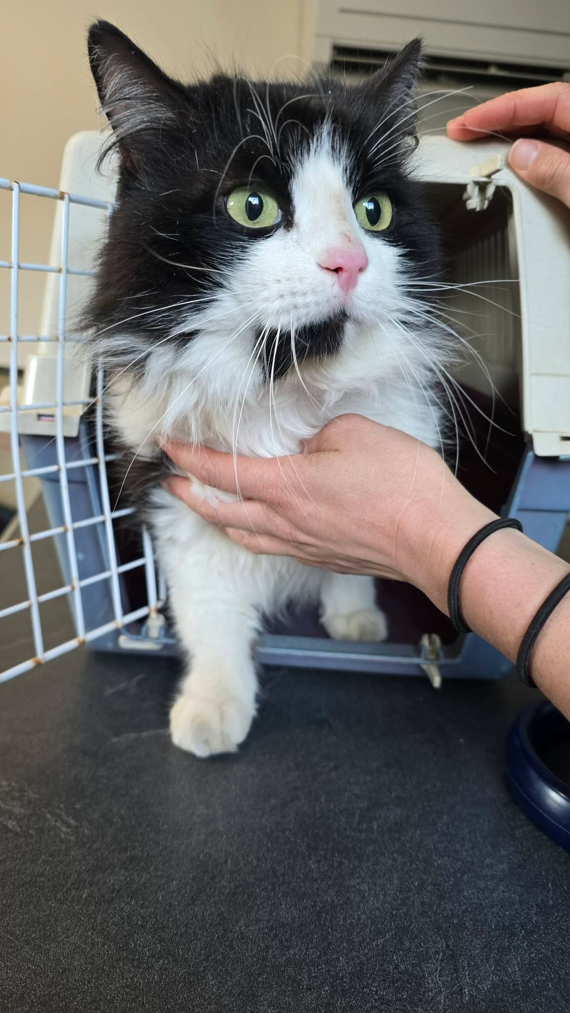 Lire la suite à propos de l’article 16/03 – FOURRIÈRE Chat – DD66