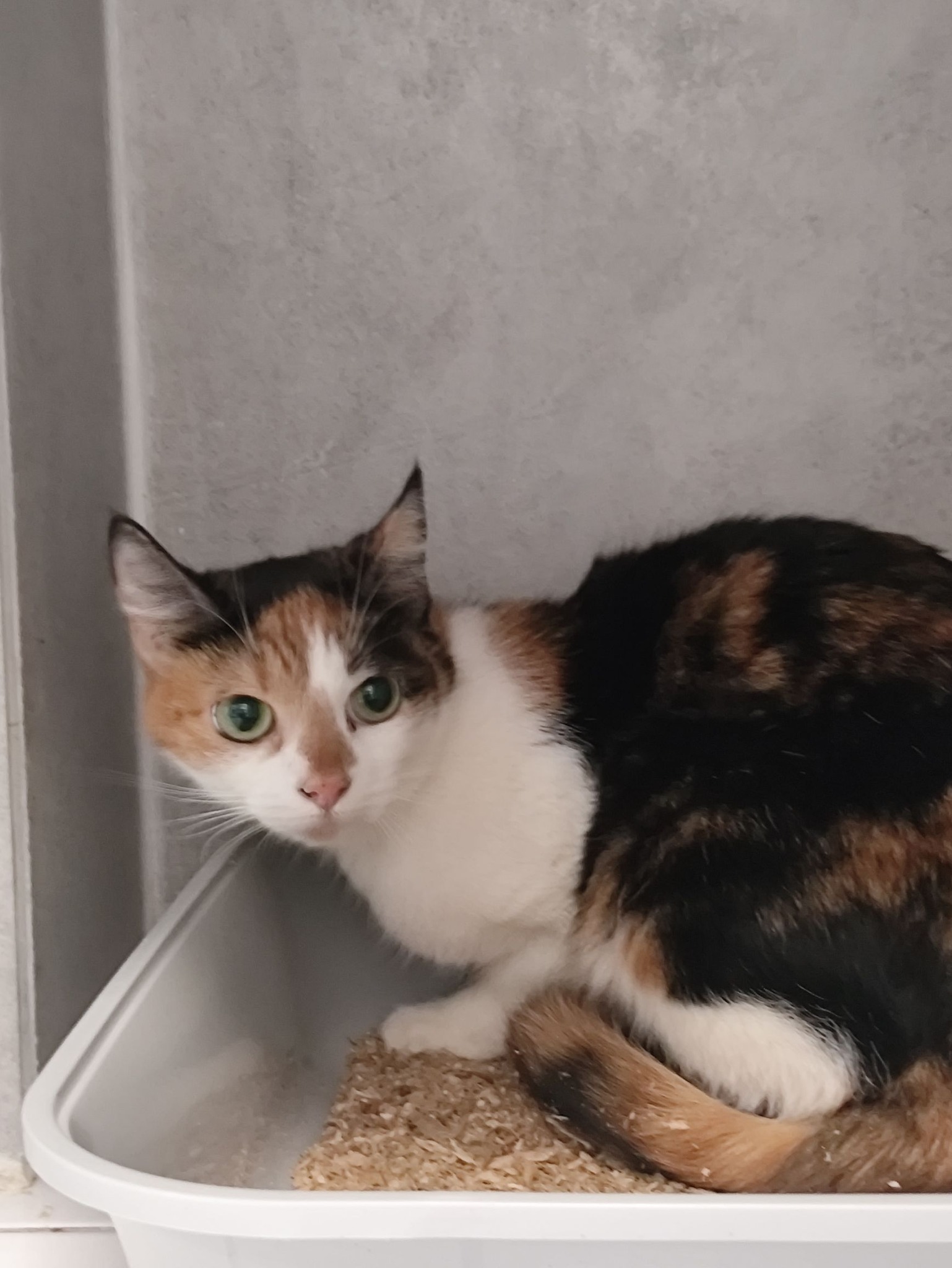 Lire la suite à propos de l’article 31/03 – FOURRIÈRE Chat