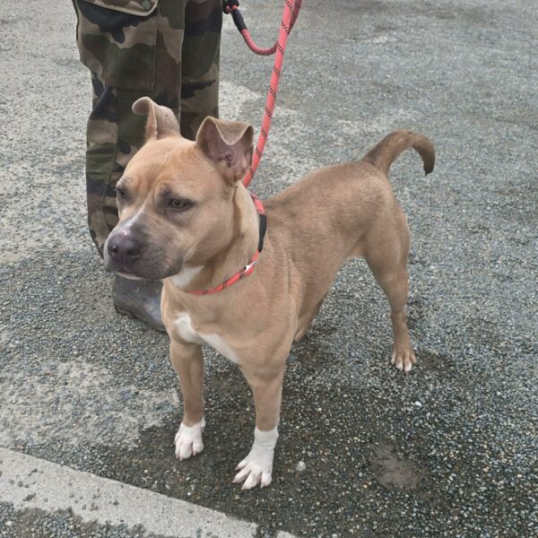 09/03 – FOURRIÈRE Chien – CC87