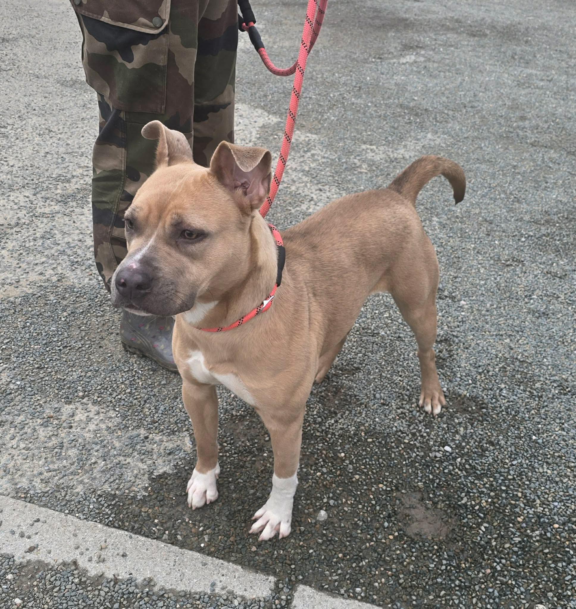 Lire la suite à propos de l’article 09/03 – FOURRIÈRE Chien