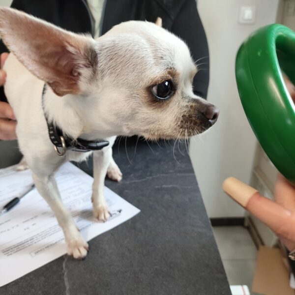 11/03 – FOURRIÈRE Chien – CC90