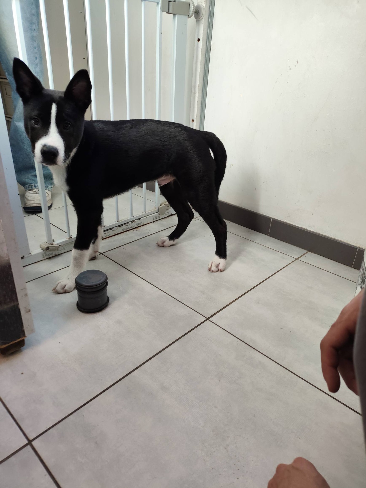 Lire la suite à propos de l’article 01/03 – FOURRIÈRE Chien CC71