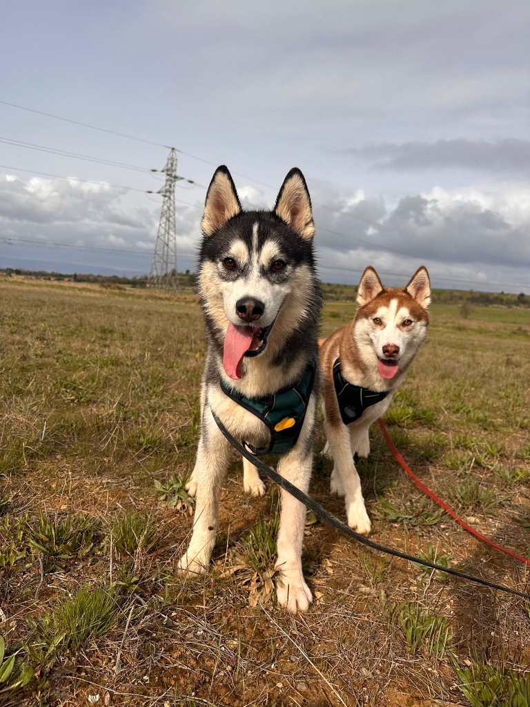 Lire la suite à propos de l’article Bella & Stitch