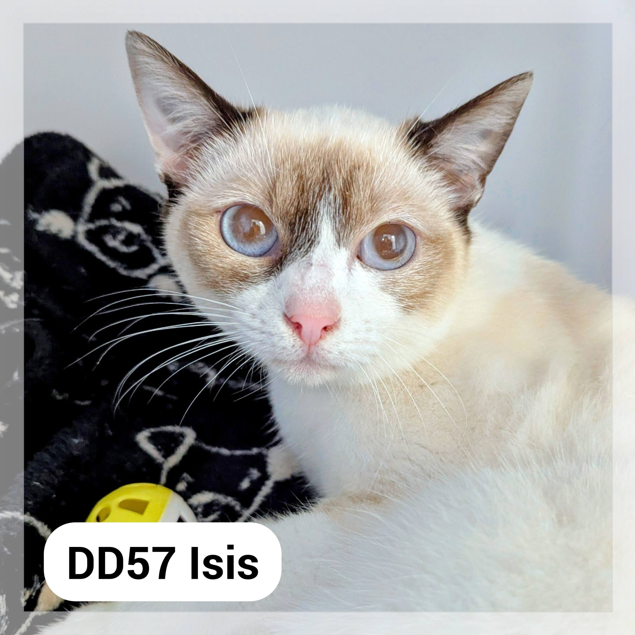 Lire la suite à propos de l’article Isis