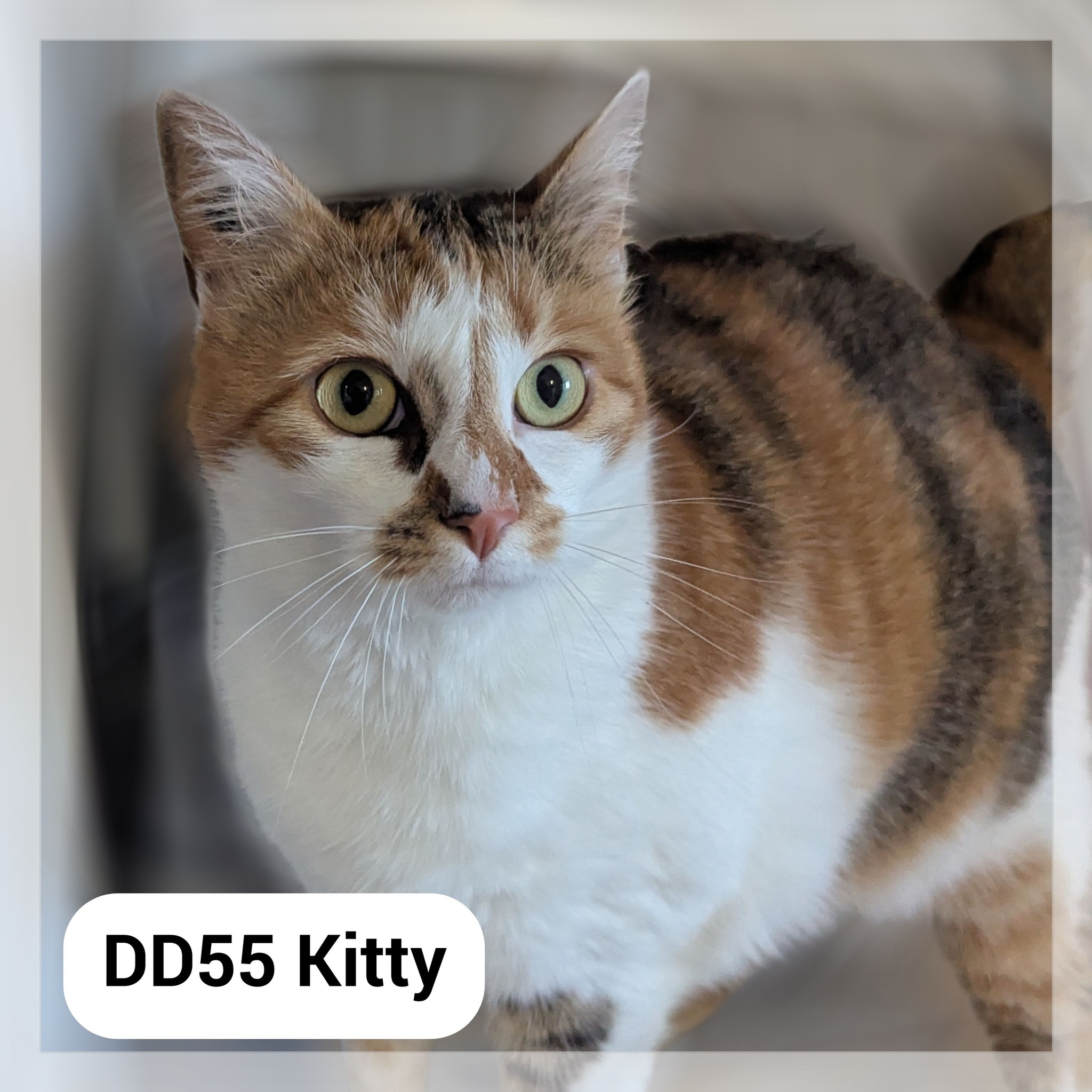 Lire la suite à propos de l’article Kitty