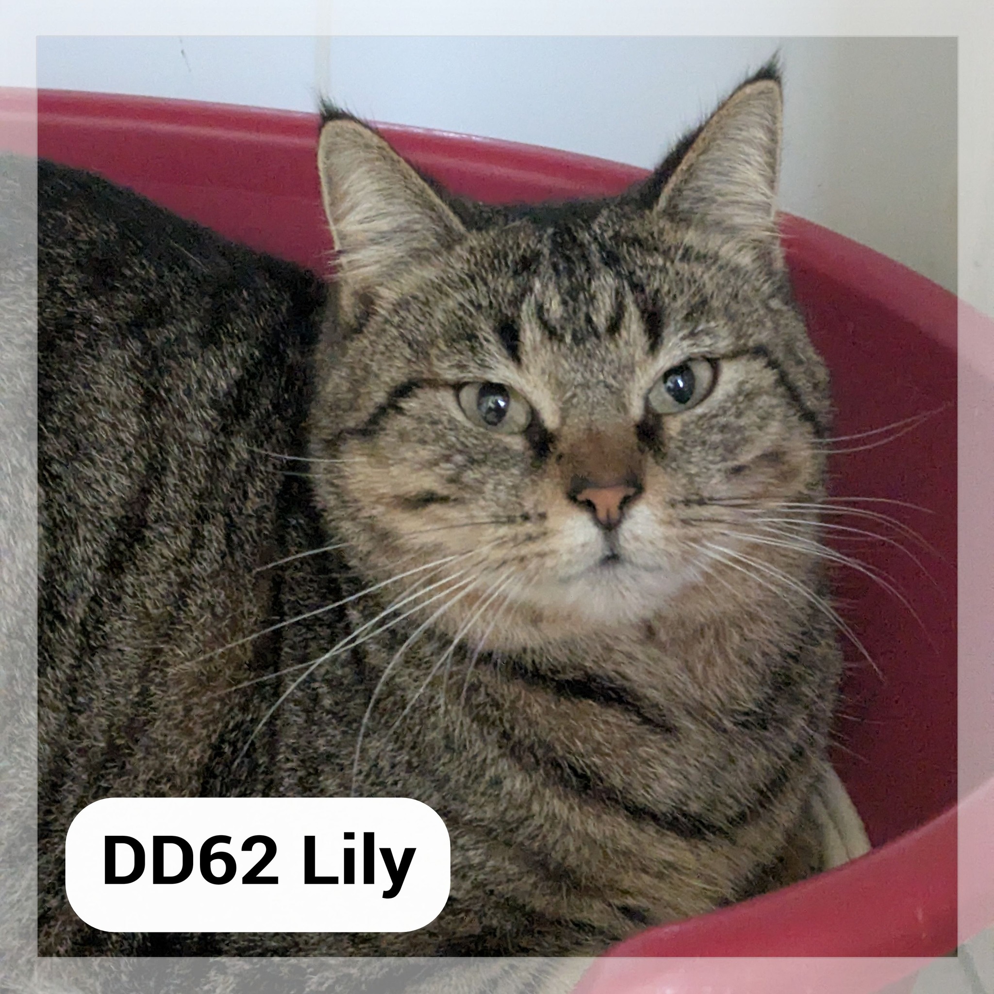 Lire la suite à propos de l’article Lily