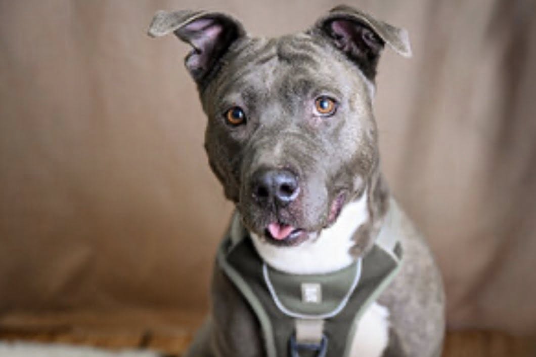 Lire la suite à propos de l’article Maya