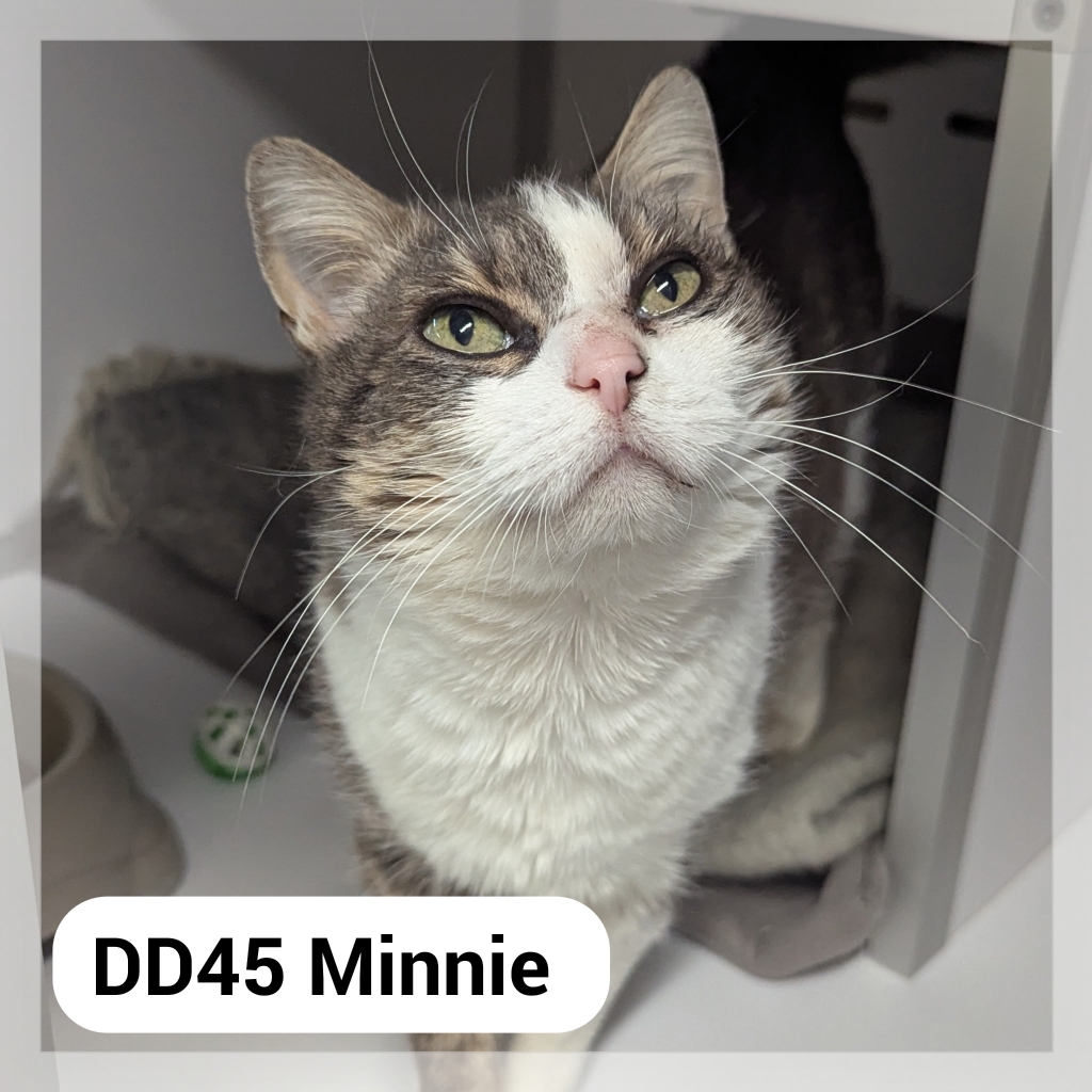 Lire la suite à propos de l’article Minnie