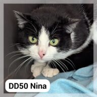 Nina, chat à l’adoption à la SCPA de Carcassonne