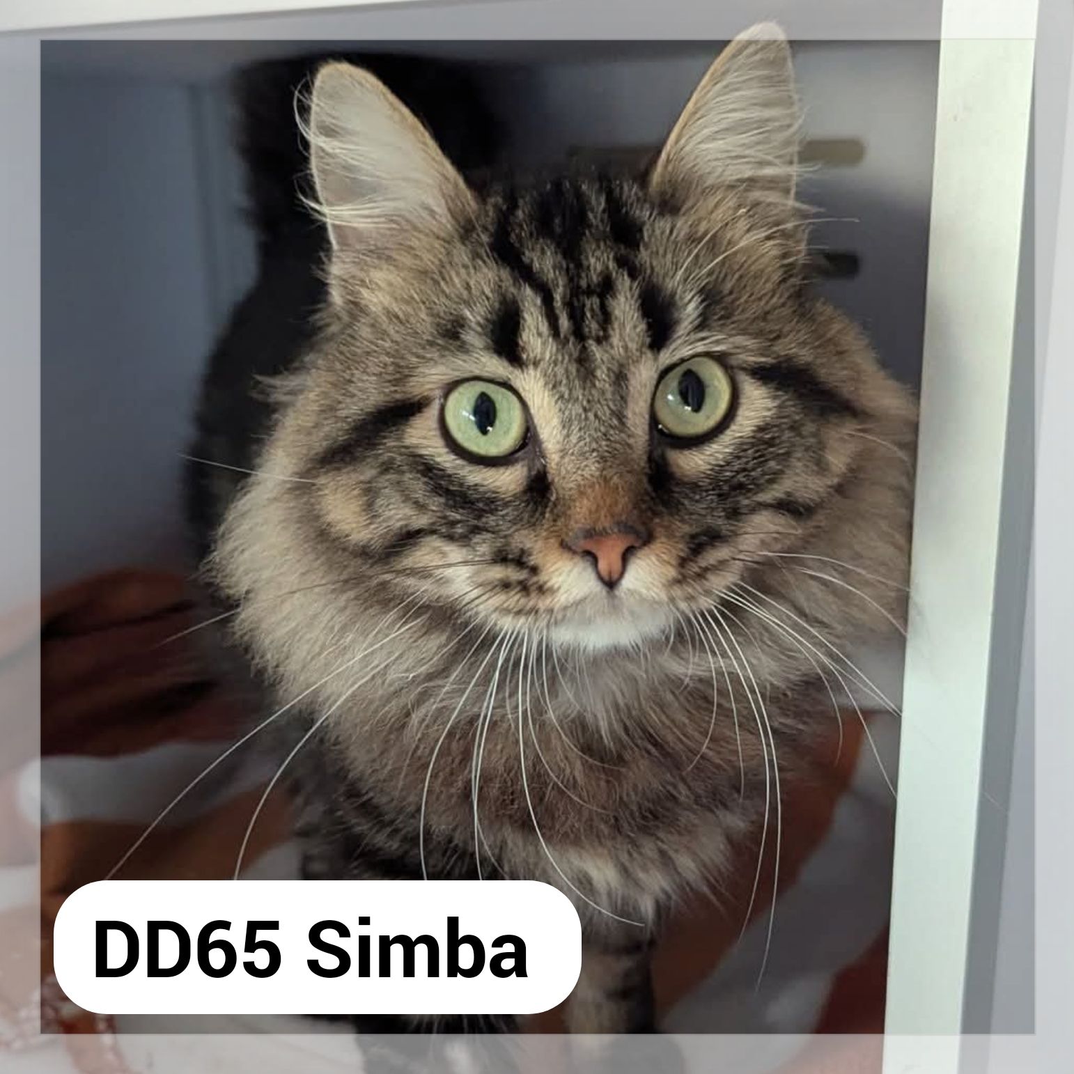 Lire la suite à propos de l’article Simba