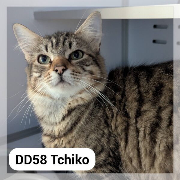 Tchiko