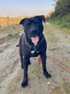 Zion, chien à l’adoption à la SCPA de Carcassonne