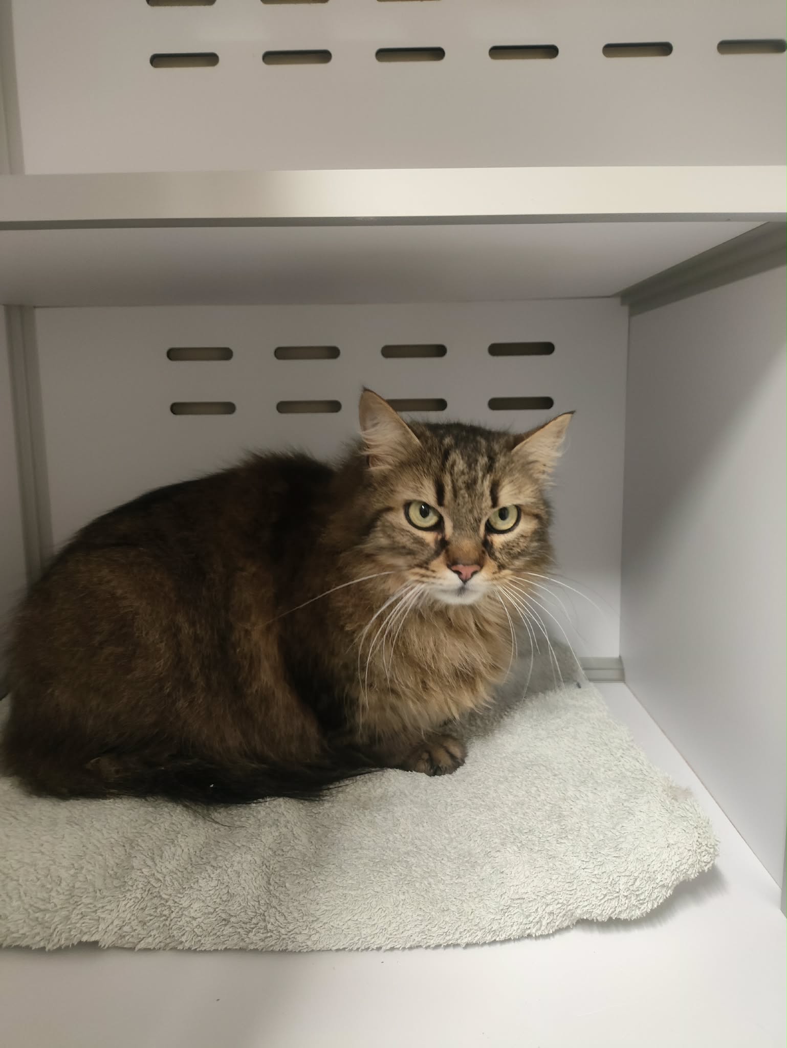 Lire la suite à propos de l’article Castor