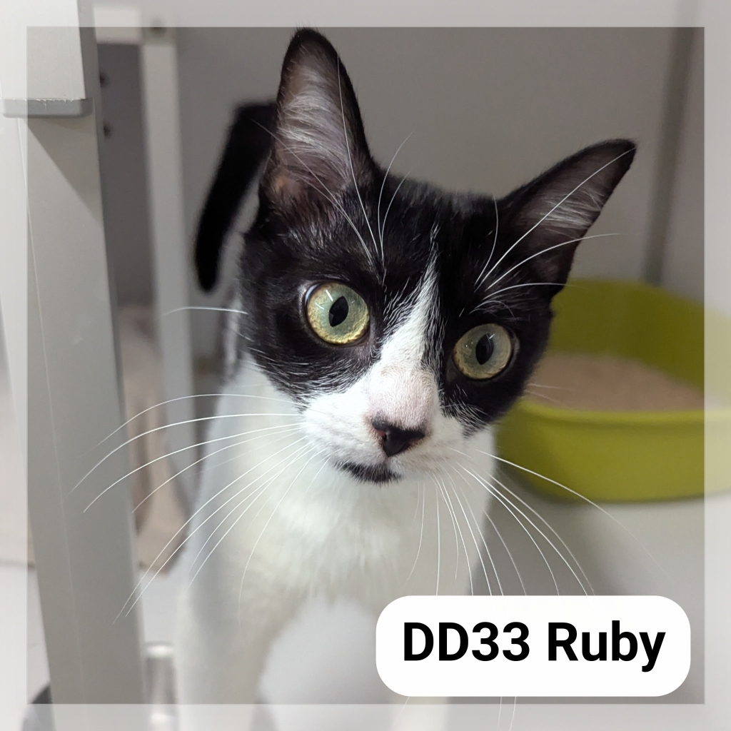 Lire la suite à propos de l’article Ruby