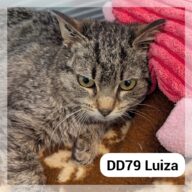 Luiza, chat à l’adoption à la SCPA de Carcassonne