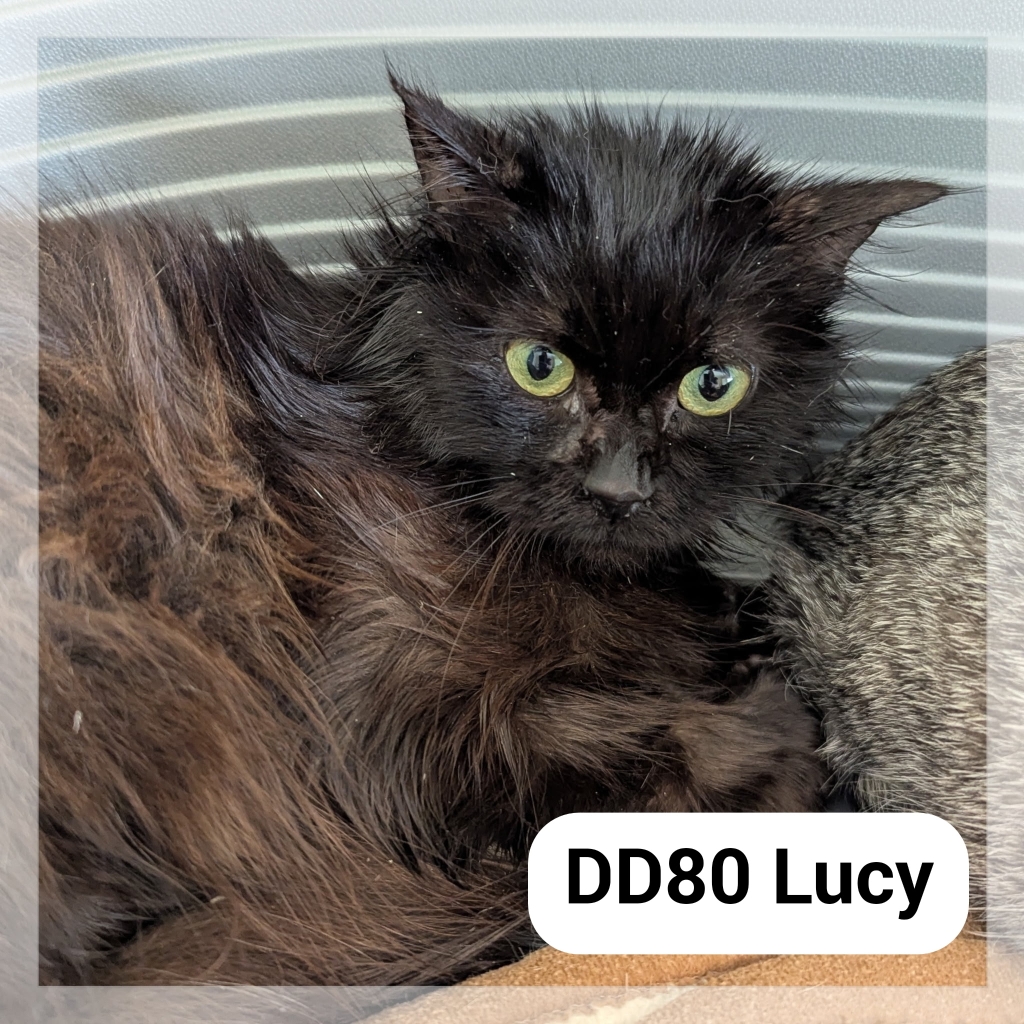 Lire la suite à propos de l’article Lucy