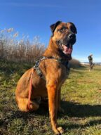 Hades, chien à l’adoption à la SCPA de Carcassonne
