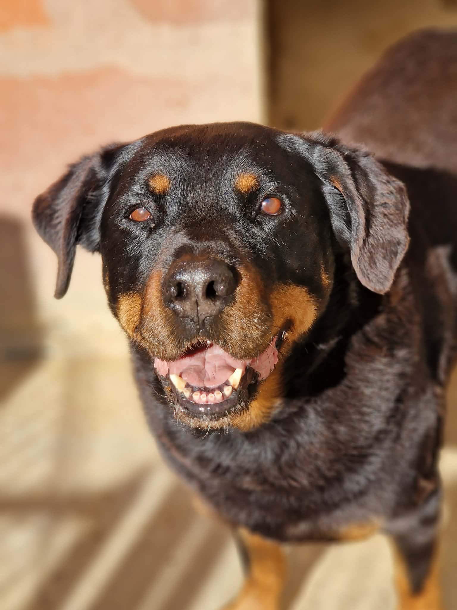 Lire la suite à propos de l’article Lilo – URGENCE FALD