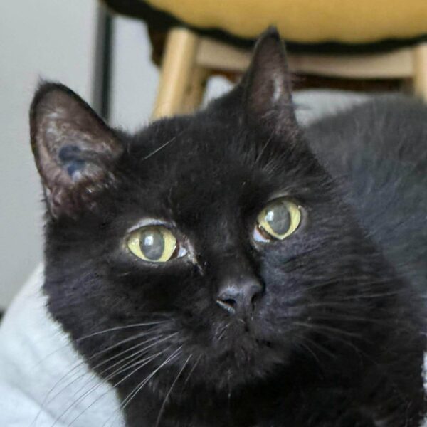 19/04 – Disparition Chat