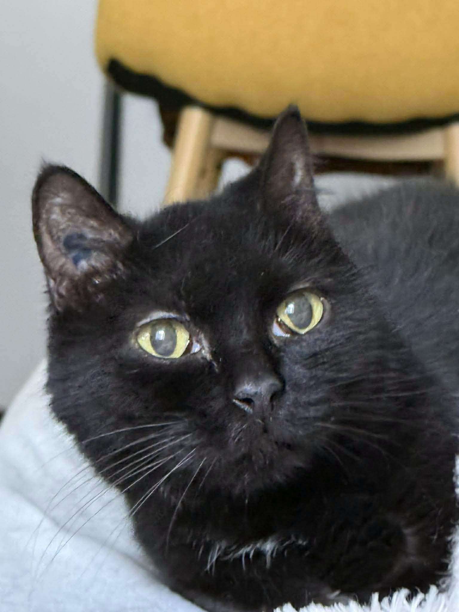 Lire la suite à propos de l’article 19/04 – Disparition Chat