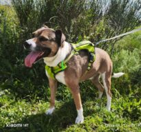 Milka, chien à l’adoption à la SCPA de Carcassonne