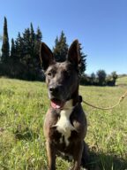 Alena, chien à l’adoption à la SCPA de Carcassonne
