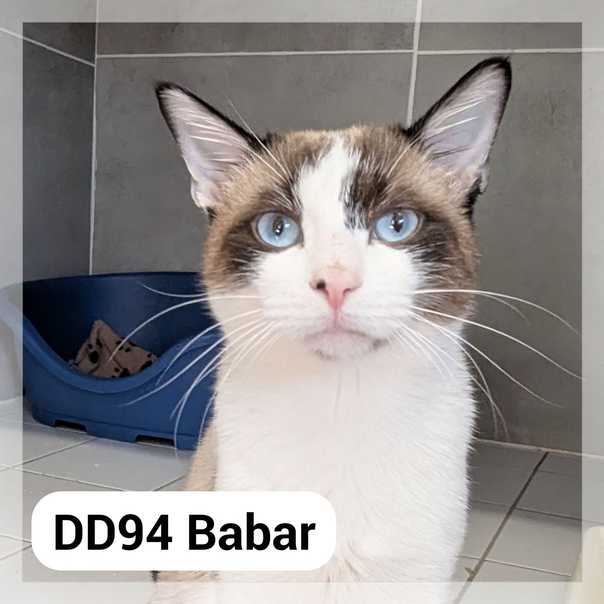 Lire la suite à propos de l’article Babar