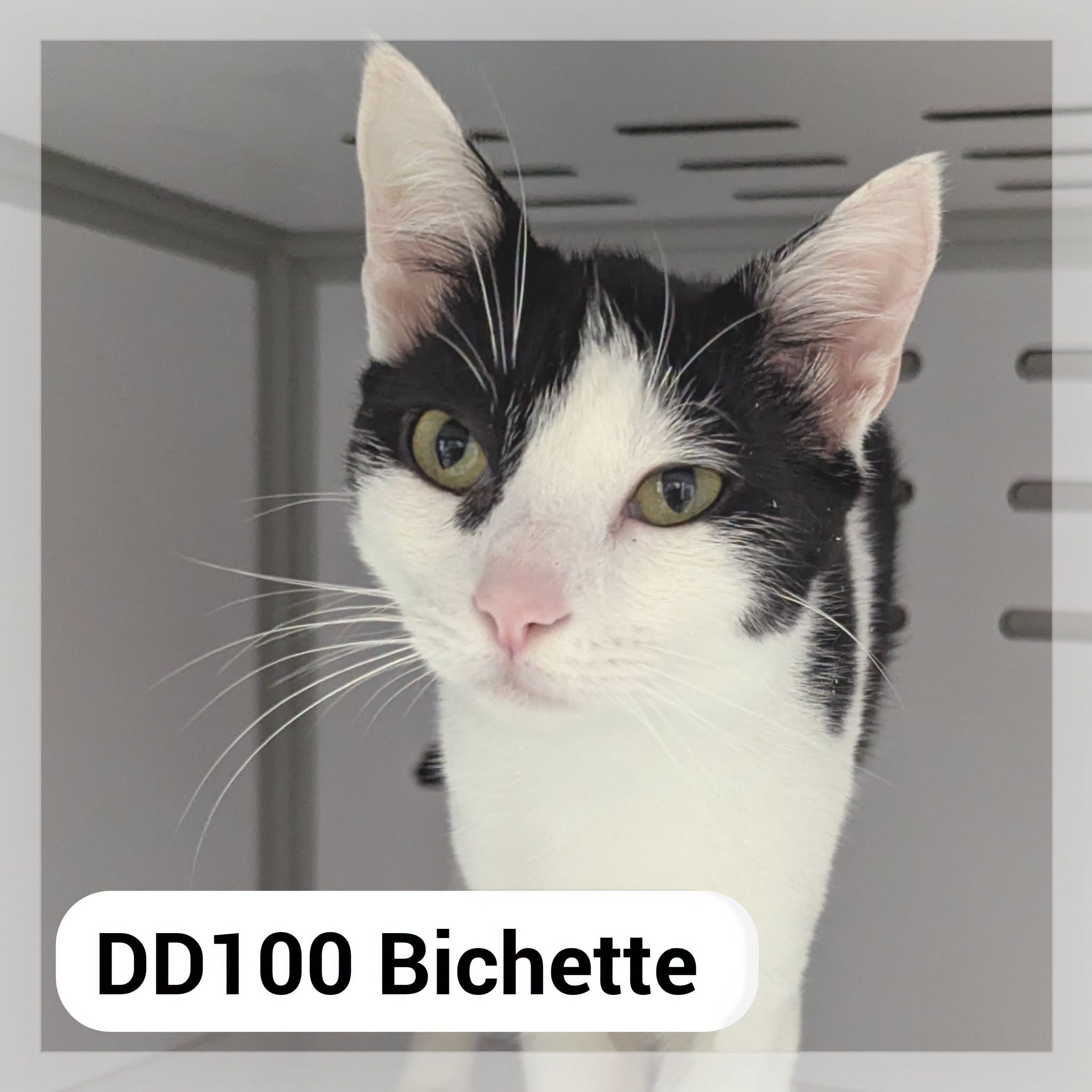 Lire la suite à propos de l’article Bichette