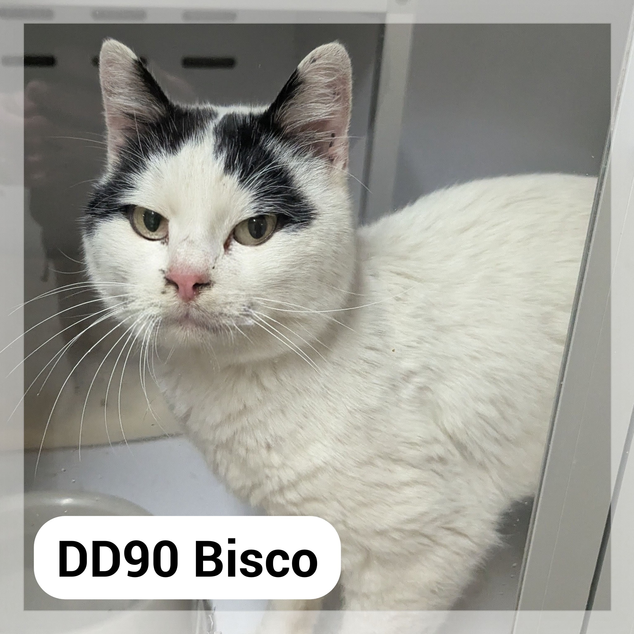 Lire la suite à propos de l’article Bisco