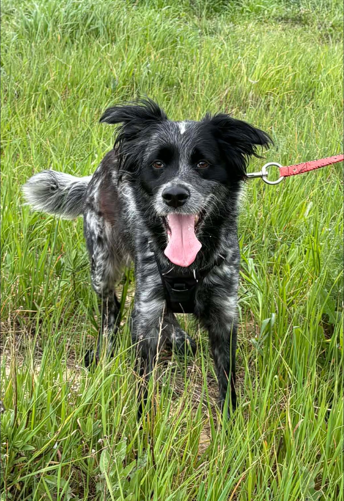 Lire la suite à propos de l’article Buck