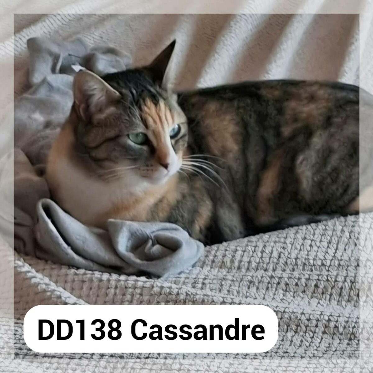 Cassandre en Famille d&rsquo;Accueil