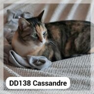 Cassandre - F.A., chat à l’adoption à la SCPA de Carcassonne