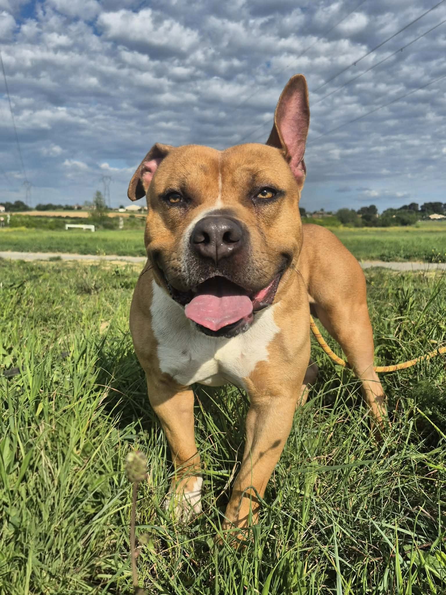 Lire la suite à propos de l’article Cayenne