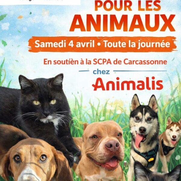 🐾 Collecte pour la SCPA🐾