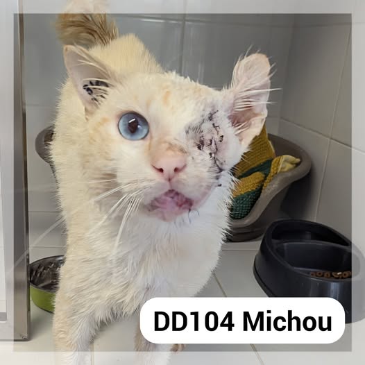 Lire la suite à propos de l’article Michou