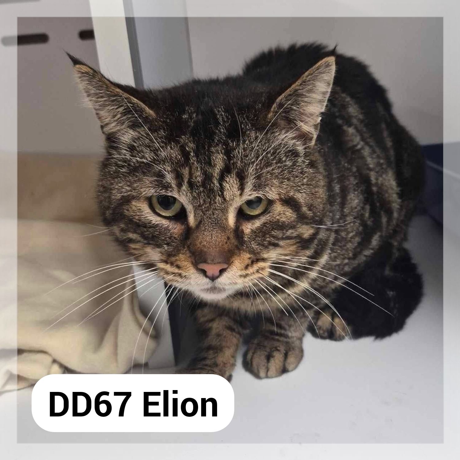 Lire la suite à propos de l’article Elion