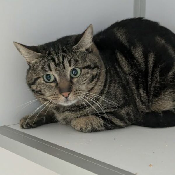 26/04 – FOURRIÈRE Chat – DD107